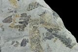 Fossil Fern (Neuropteris & Macroneuropteris) Plate - Kentucky #137733-1